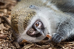 Baby Grivet Monkey VI