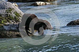 Baby grizzly walking in the river in Alaska