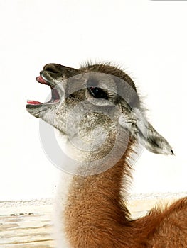 Baby guanaco