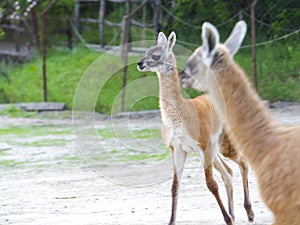 Baby guanaco in the enclosure of a zoo