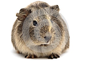 Baby guinea pig