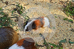 A Baby Guinea Pig Forages for Food