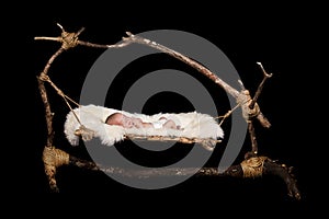 Baby in hammock