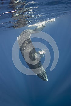 Baby hampback whale