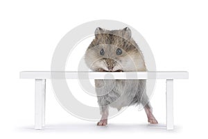 Baby hamster on white background