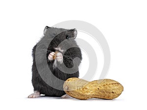 Baby hamster on white background