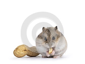 Baby hamster on white background