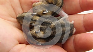 Baby hamsters sleep on human hands.