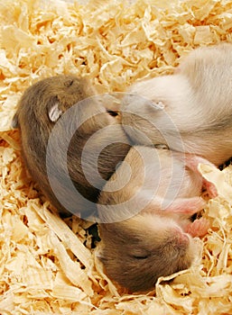 Baby hamsters sleeping