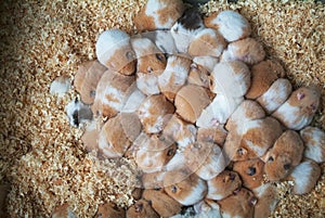 Baby hamsters sleeping