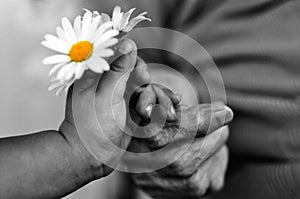 Baby hand gives chamomile for older woman on holiday.black and white photo
