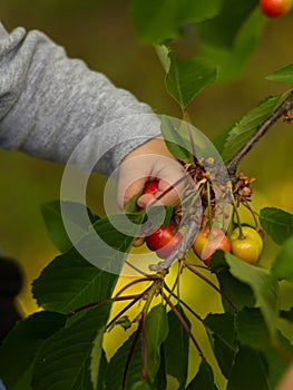 Baby hand holding a cherry