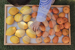 Baby hand picking lemons and tangerines