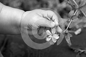 Baby hand touching flower