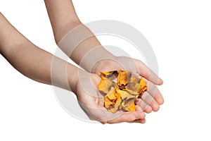 Baby hands holding dry rose petals