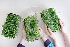 Baby hands and mother hands hold a microgreen plants in a trays. Top view