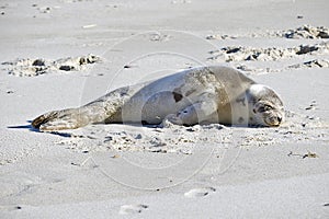 Baby Harbor Seal Hauled out on Nauset Beach at Orleans, Cape Cod (Resting)