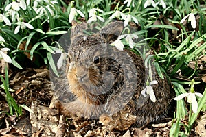 Baby hare