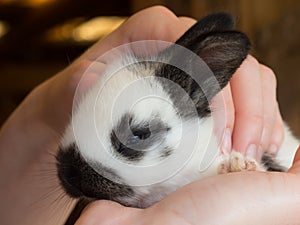 Baby hare in human hands