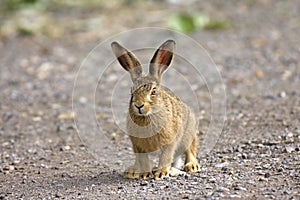 Baby hare leveret