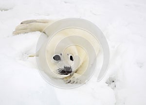 Baby harp seal pup