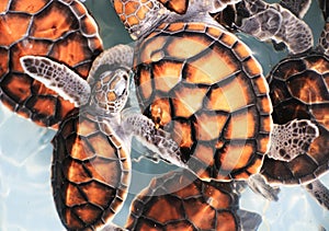 Baby Hawksbill Sea Turtles in Nursery Pool photo