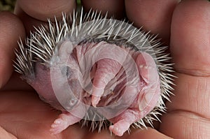 Baby hedgehog