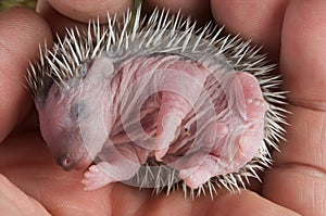 Baby hedgehog photo