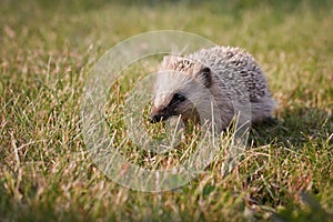 Baby hedgehog