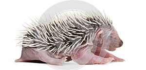 Baby Hedgehog, 4 days old photo
