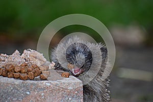 Baby Hedgehog Eating