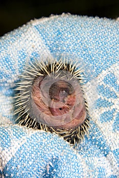 Baby Hedgehog (Erinaceus roumanicus)