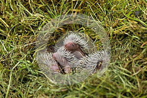 Baby hedgehog photo