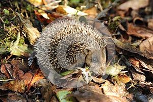 Baby Hedgehog on leaves in the Sun