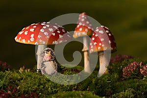 Baby hedgehog sleeping under toadstools