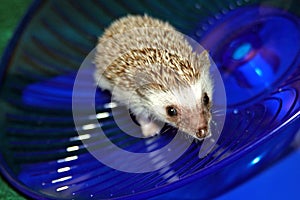 Baby hedgehog on wheel
