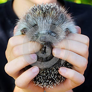 Baby hedgehogs in human hands