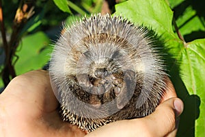 Baby hedgehogs in human hands