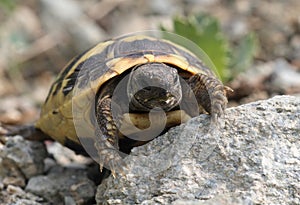 Baby Hermann's tortoise - protected species