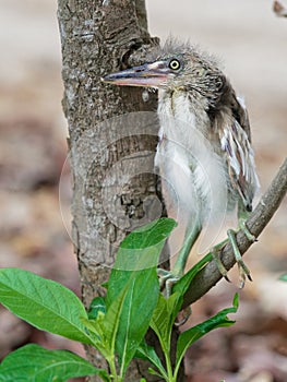 Baby heron bird sitting on tree branch after fell off from nest on top of a tree