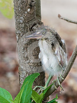 Baby heron bird sitting on tree branch after fell off from nest on top of a tree