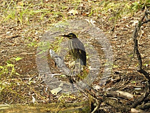 Baby Heron hunting for food