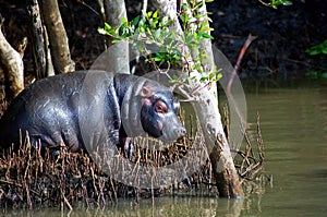 Baby Hippo photo
