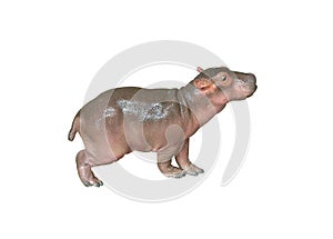 Baby hippo