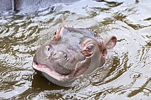 Baby hippo photo