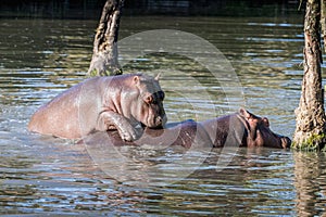 Baby hippo