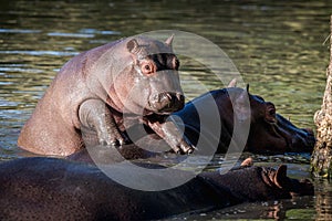 Baby hippo