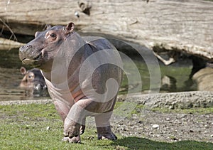 Un bambino ippopotamo 