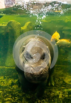 Baby hippo breathes on the water surface
