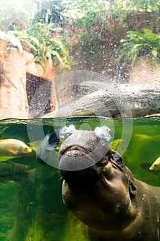 Baby hippo breathes on the water surface